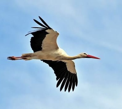 Ілюстрація до вірша 441